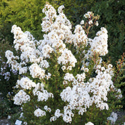 LAGERSTROEMIA INDICA WITH LOVE VIRGIN VASO 17CM