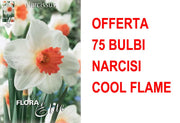 OFFERTA 75 BULBI NARCISO LARGE-CUPPED COOL FLAME