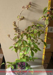 CALLICARPA BODINIERI PROFUSION VASO DA 21CM