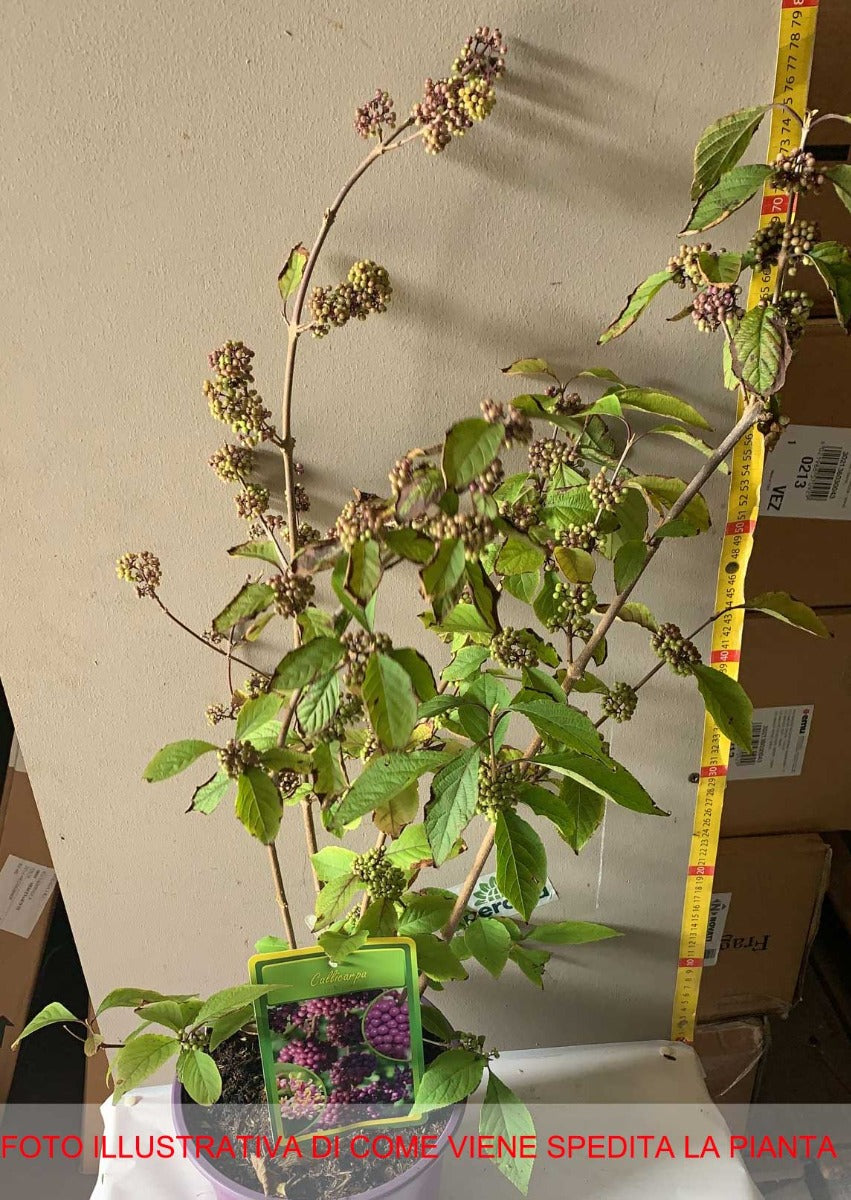 CALLICARPA BODINIERI PROFUSION VASO DA 21CM