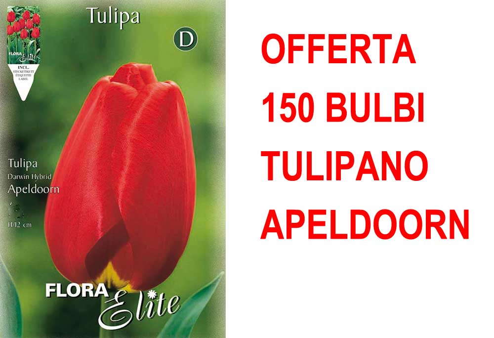OFFERTA 150 BULBI TULIPANO DARWIN HYBRID APELDOORN