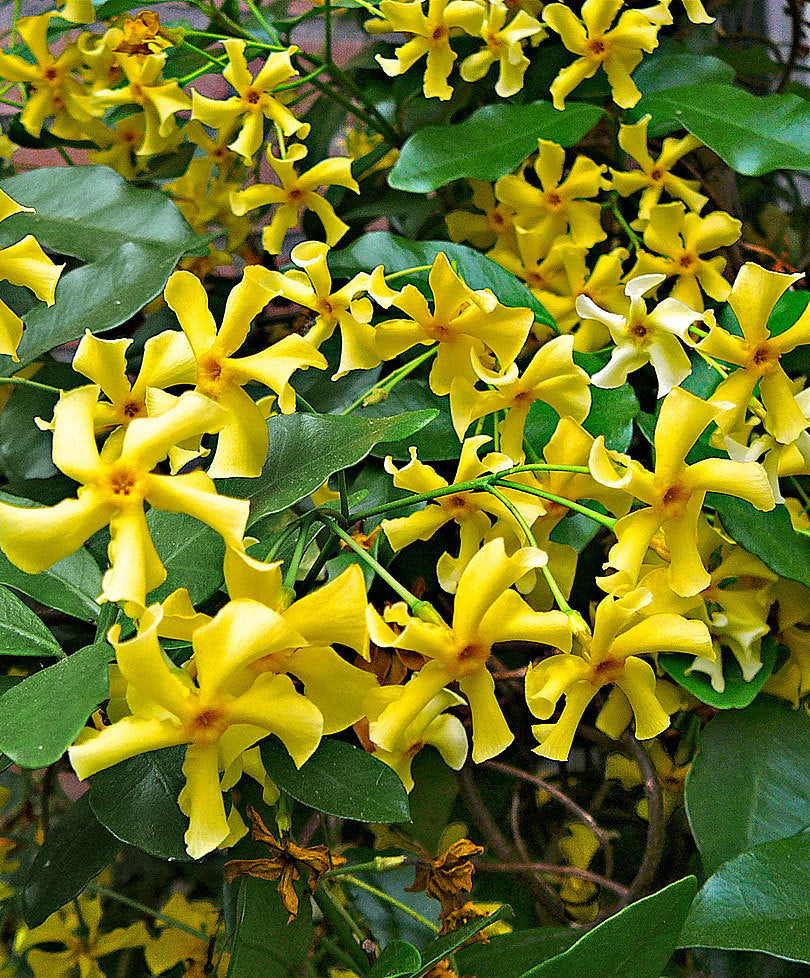 TRACHELOSPERMUM JASMINOIDES STAR OF TOSCANE VASO 15CM