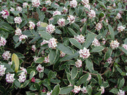 DAPHNE ODORA AUREOMARGINATA VASO 17CM