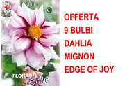 OFFERTA 9 BULBI DI DAHLIA MIGNON EDGE OF JOY