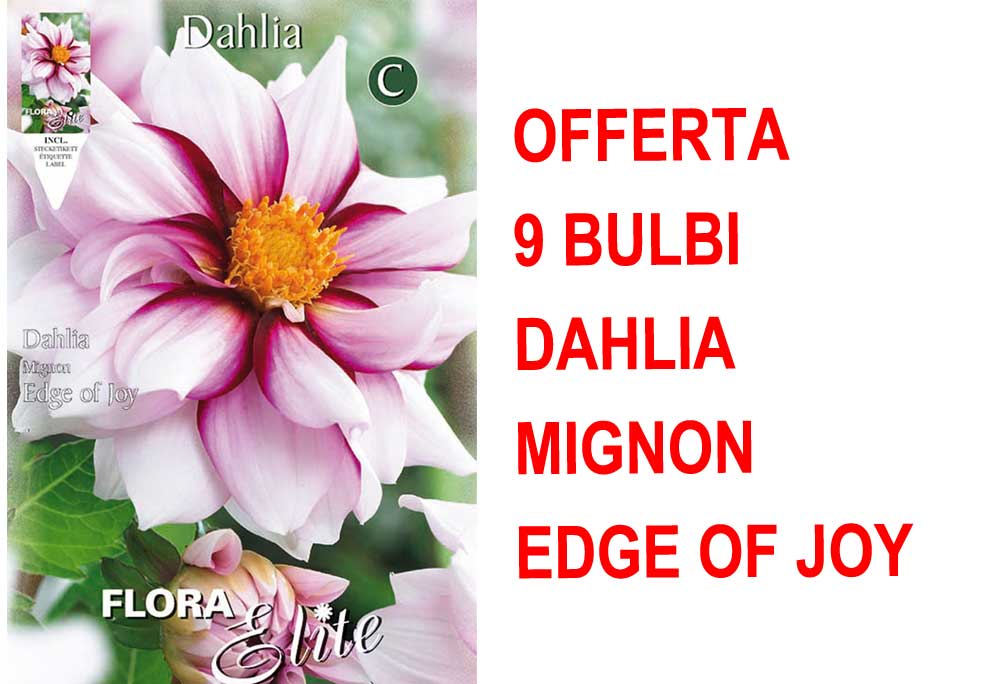 OFFERTA 9 BULBI DI DAHLIA MIGNON EDGE OF JOY
