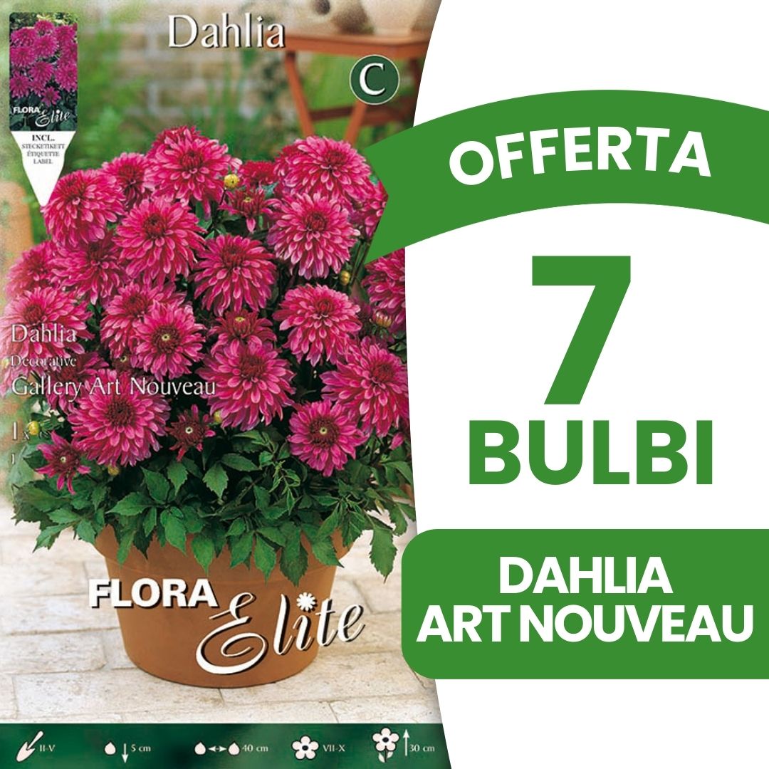 OFFERTA 7 BULBI DAHLIA DECORATIVE GALLERY ART NOUVEAU