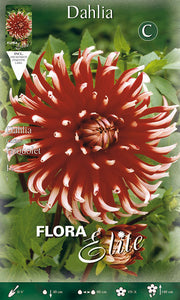 DAHLIA CACTUS FRIQUOLET (PACKUNG MIT 1 BLÜTE)