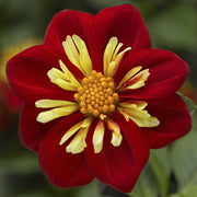 DALIA GOLDALIA VASO 14CM