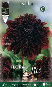 DAHLIA FIOR DI ANEMONE SOULMAN(CONFEZIONE DA 1 BULBO)