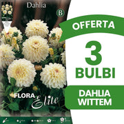 OFFERTA 3 BULBI DAHLIA DA BORDURA DECORATIVE WITTEM