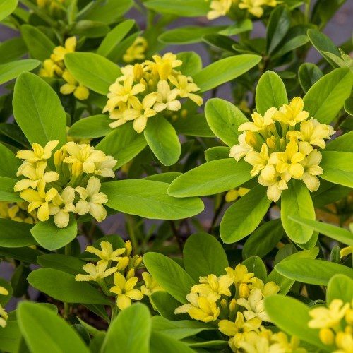 DAPHNE GEMMATA ROYAL CROWN VASO 15CM