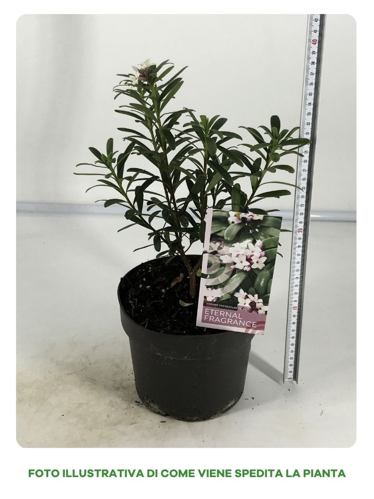DAPHNE ETERNAL FRAGRANCE VASO 15CM