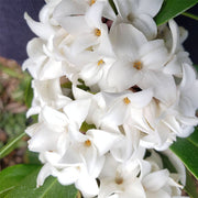DAPHNE PRINCESS WHITE VASO 17CM