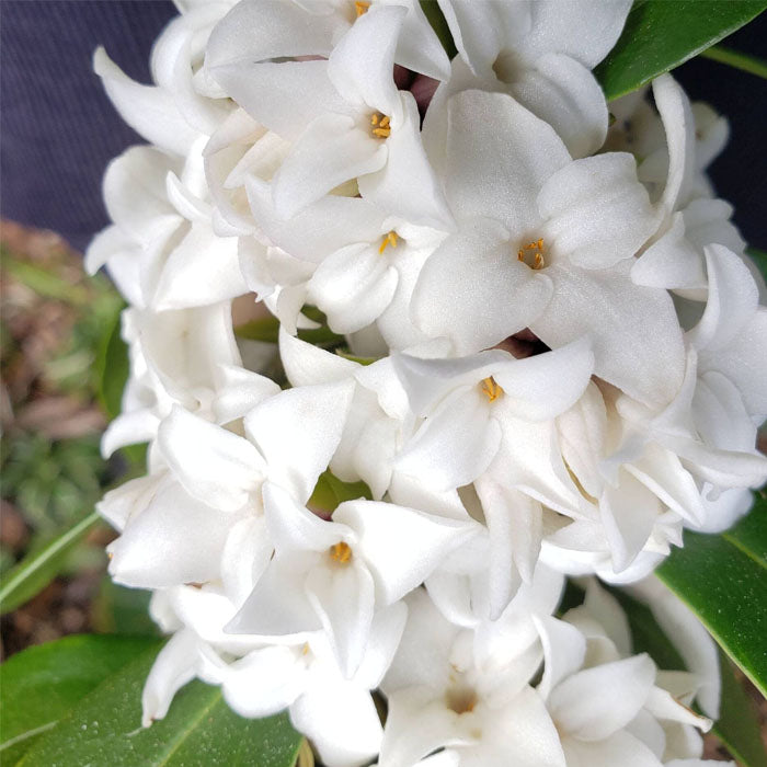 DAPHNE PRINCESS WHITE VASO 17CM