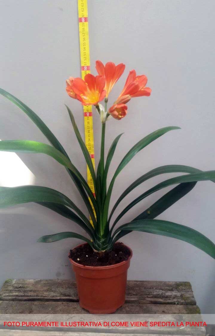 CLIVIA MINIATA IN VASO 15CM