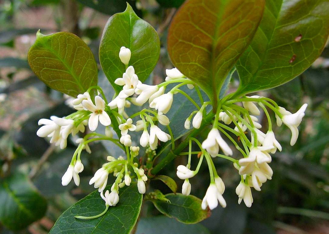 OSMANTHUS FRAGRANS OLEA FRAGRANS BIANCO VASO 24CM