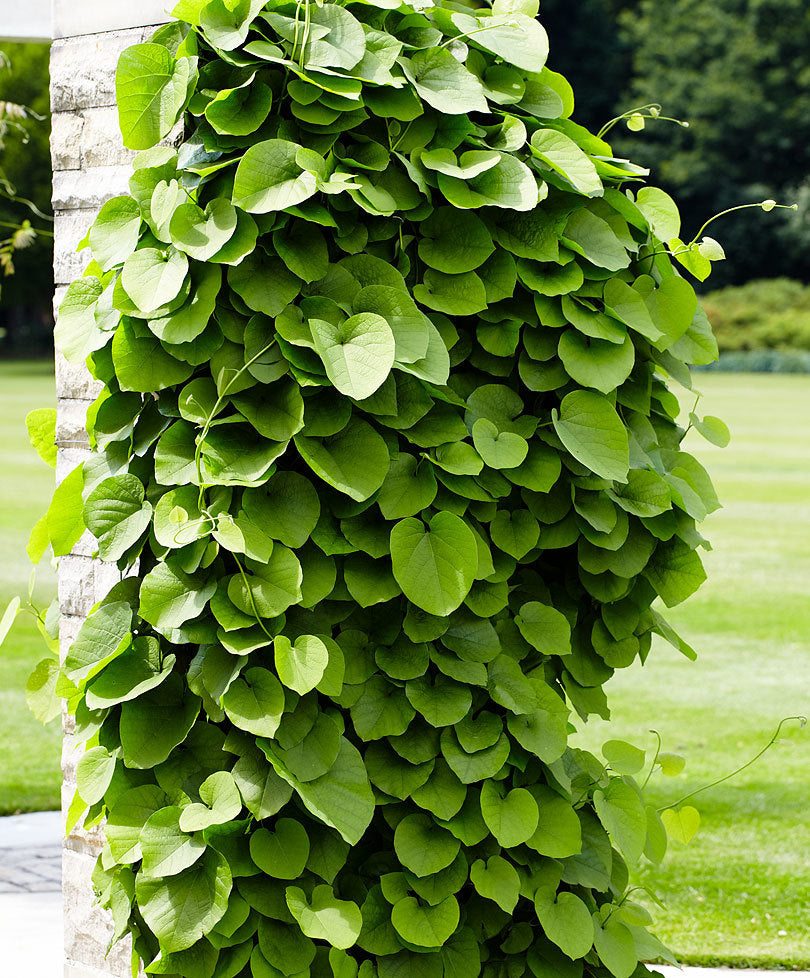 ARISTOLOCHIA MACROPHYLLA IN VASO 15CM