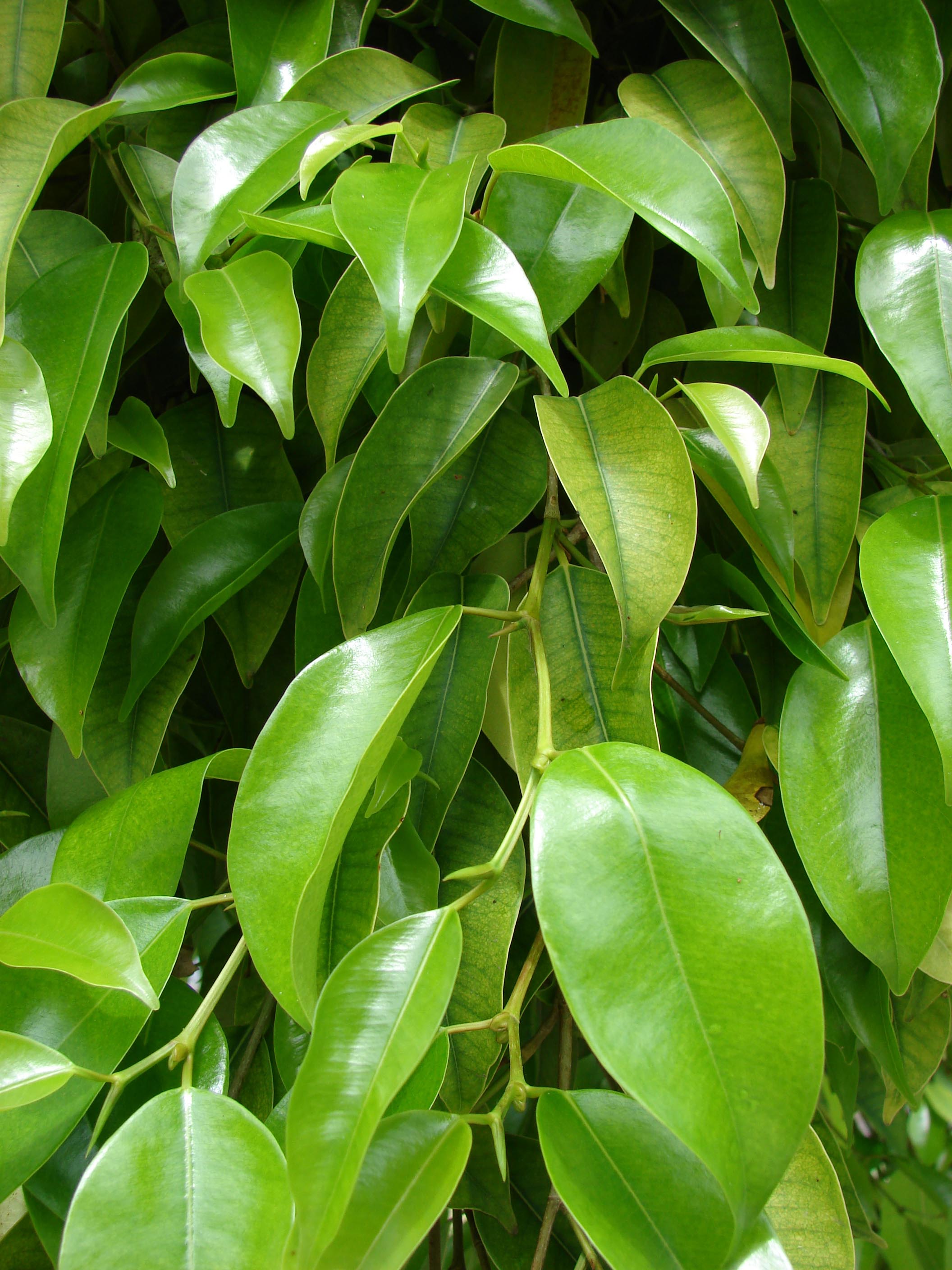FICUS BENJAMIN EXOTICA VASO 27CM