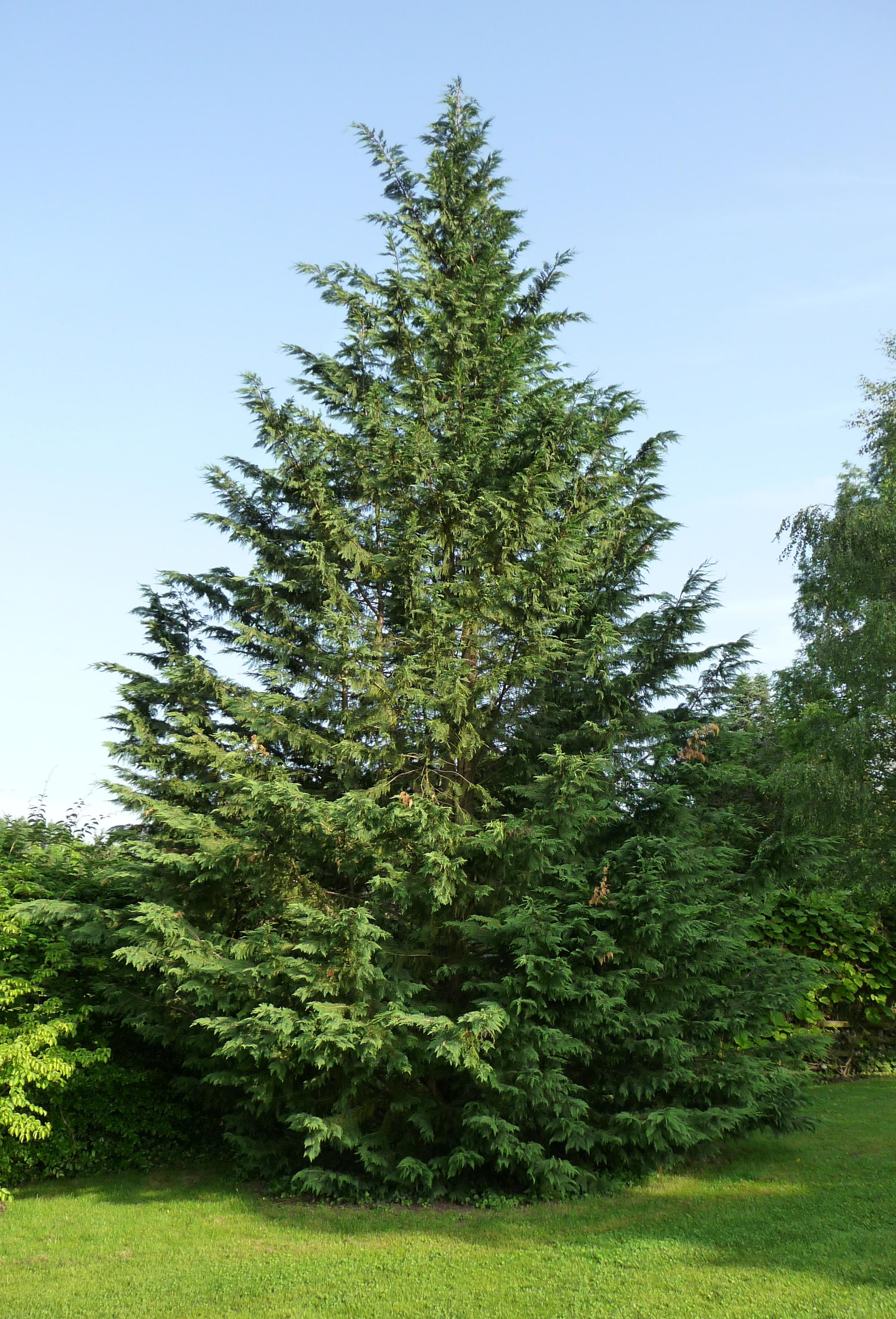 CUPRESSOCYPARIS CIPRESSO LEYLANDII VASO 12CM