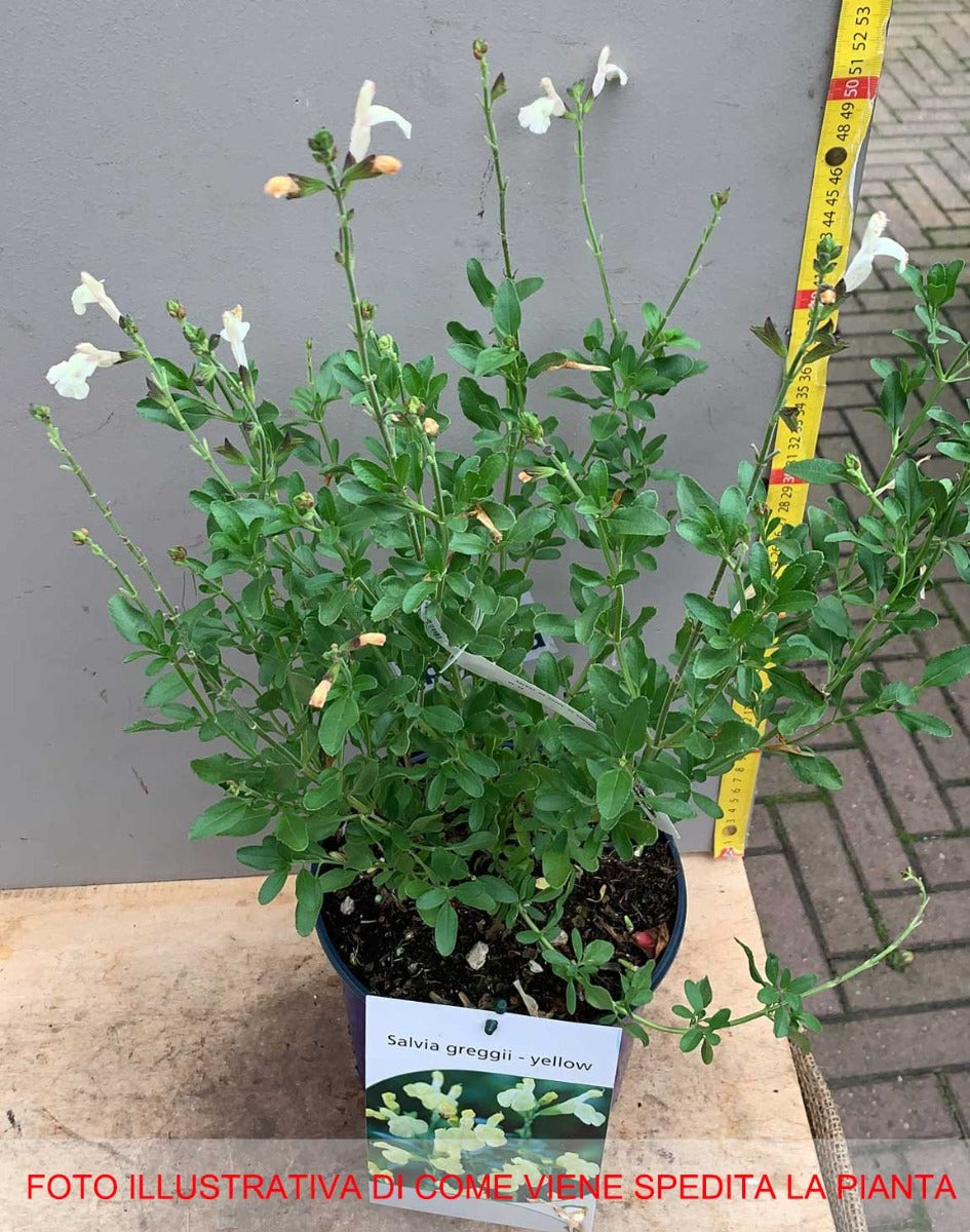 SALVIA GREGGII YELLOW DA FIORE IN VASO 18CM