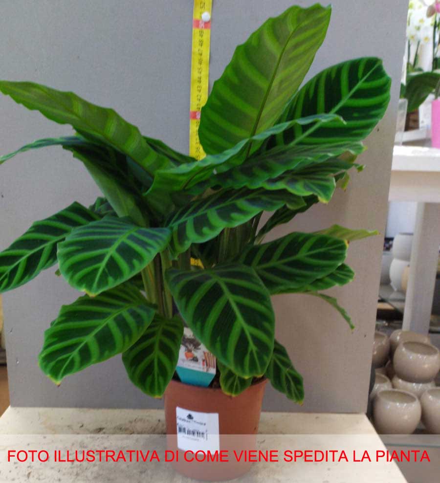 CALATHEA ZEBRINA IN VASO 9CM