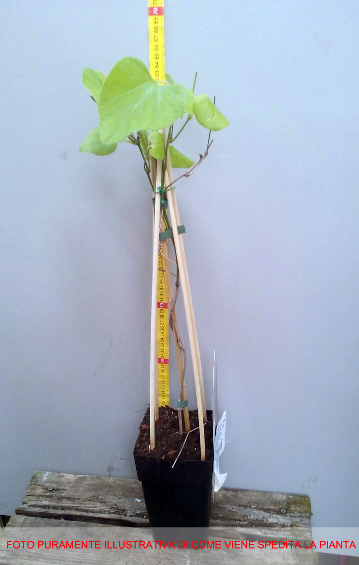 ARISTOLOCHIA MACROPHYLLA IN VASO 15CM