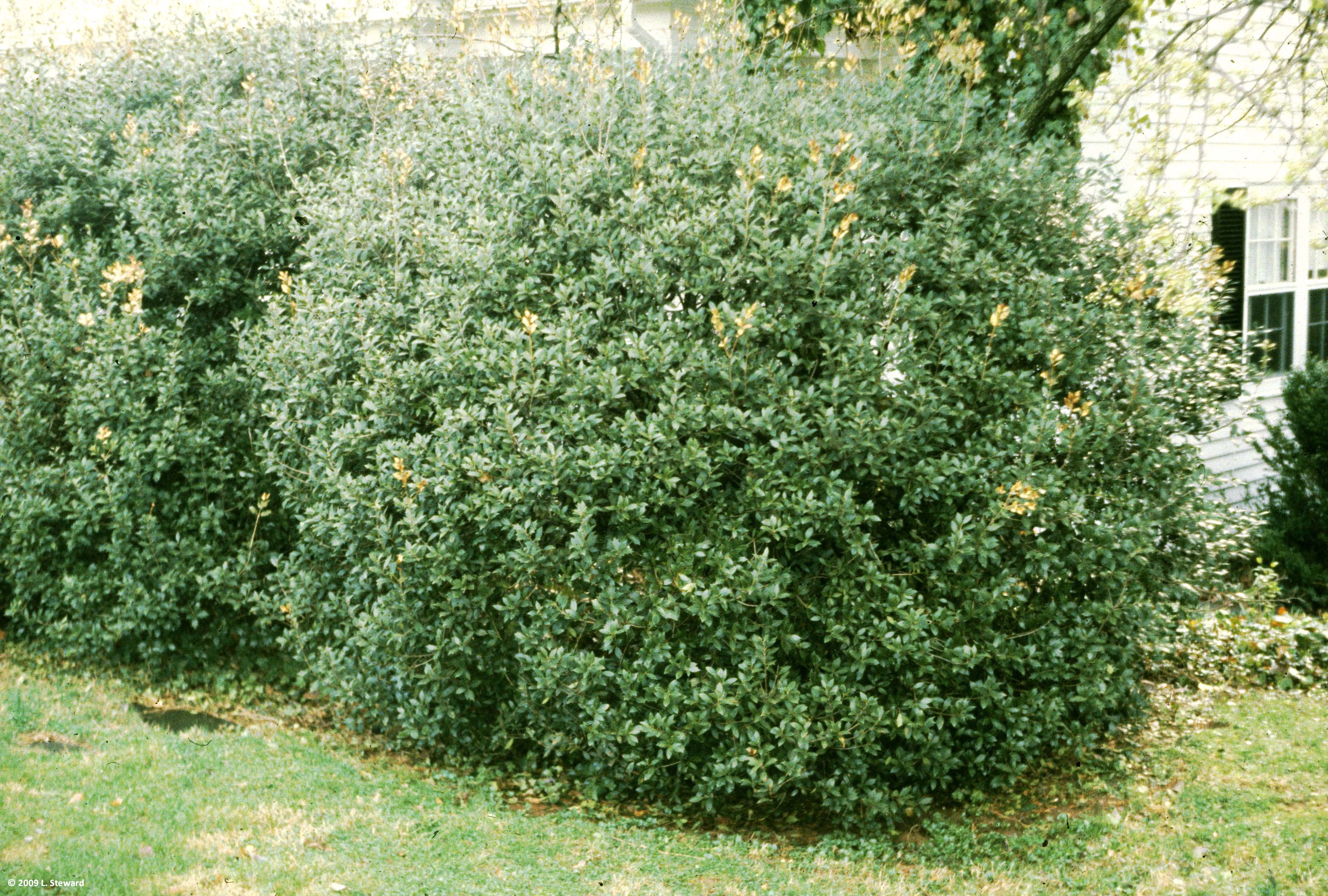 OSMANTHUS FRAGRANS OLEA FRAGRANS BIANCO VASO 20CM
