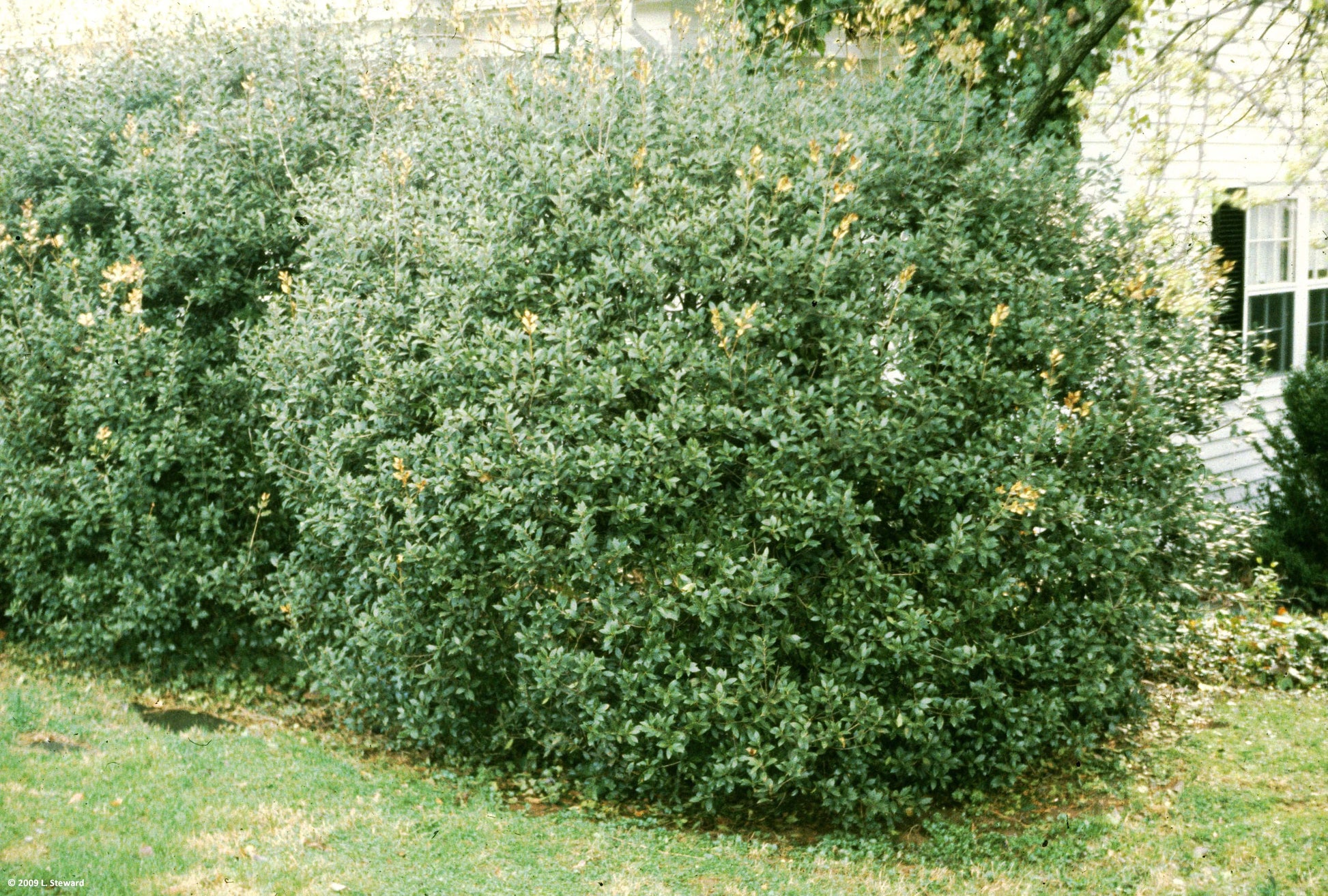 OSMANTHUS FRAGRANS OLEA FRAGRANS BIANCO VASO 18CM