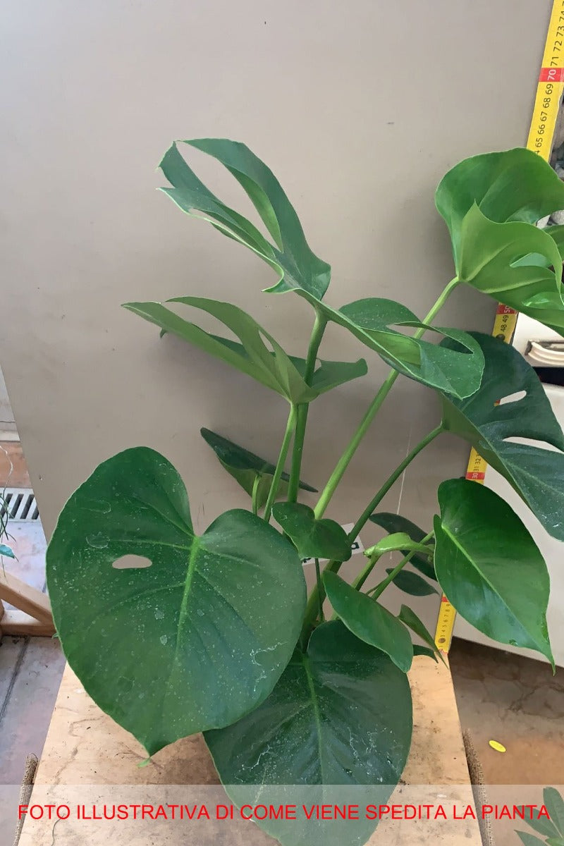 MONSTERA VASO 19CM