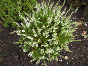 OFFERTA 3 PIANTE DI CALLUNA ERICA VASO 12CM