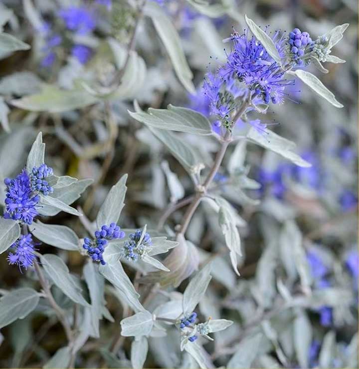 CARYOPTERIS STERLING SILVER VASO 19CM