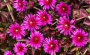 DELOSPERMA DESERT PURPLE 14CM