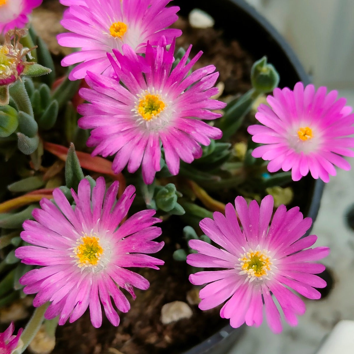 DELOSPERMA VARIEGATO IN VASO 17CM