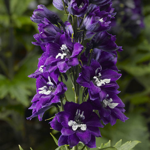 DELPHINIUM DARK BLUE WHITE BEE VASO 18CM