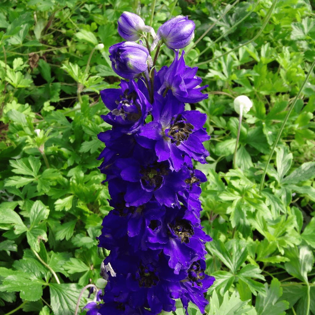 DELPHINIUM DARK BLUE BLACK BEE VASO 18CM