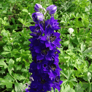 DELPHINIUM DARK BLUE BLACK BEE VASO 18CM