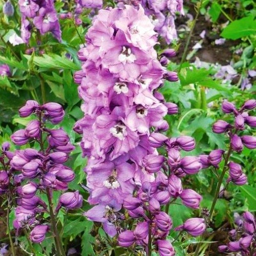 DELPHINIUM MAGIC FOUNTAIN DEEP ROSE WHITE BEE VASO 18CM