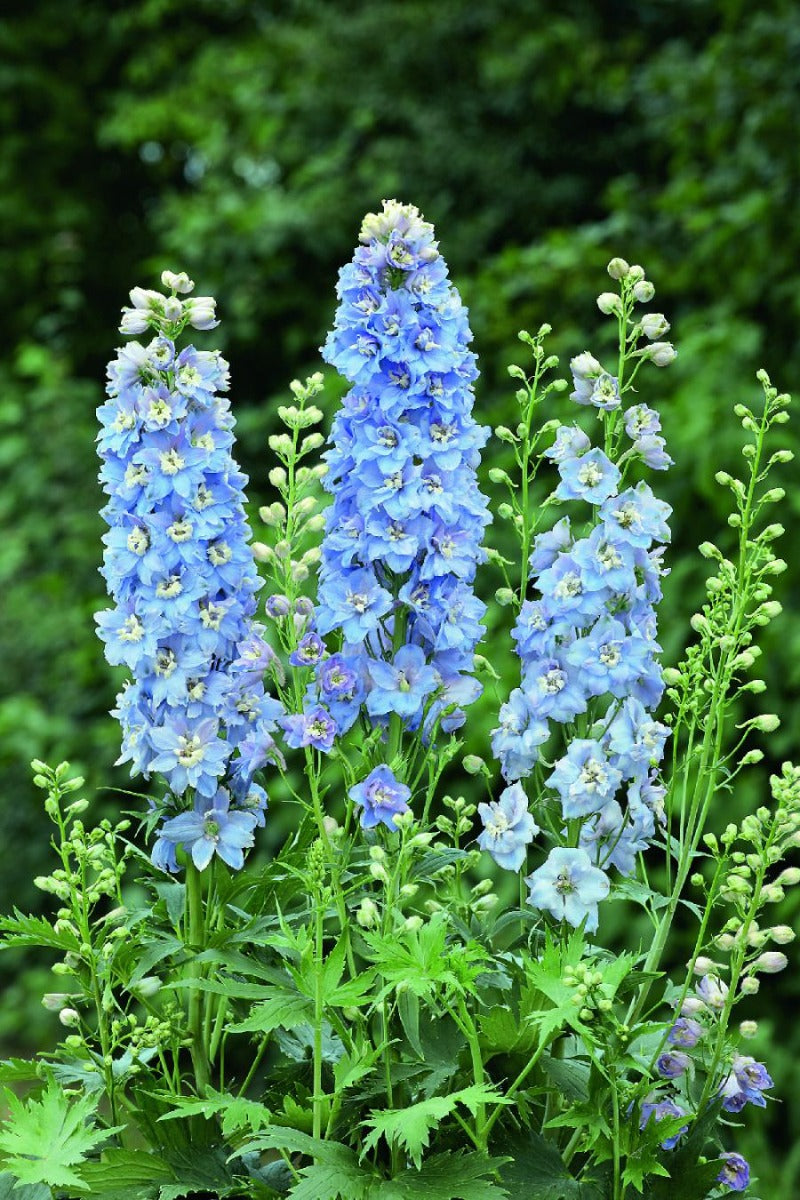 DELPHINIUM MAGIC FOUNTAIN BLUE WHITE VASO 18CM
