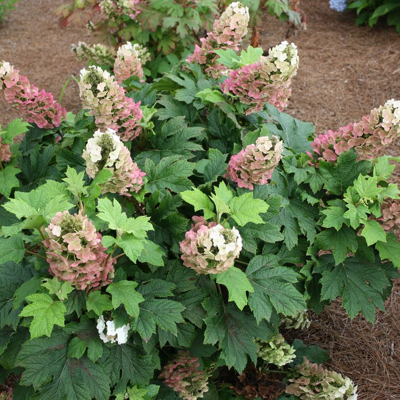 ORTENSIA HYDRANGEA QUERCIFOLIA JETSTREAM VASO 18CM