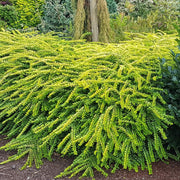 LONICERA CAPRIFOGLIO NITIDA GOLDEN GLOW IN VASO 38CM