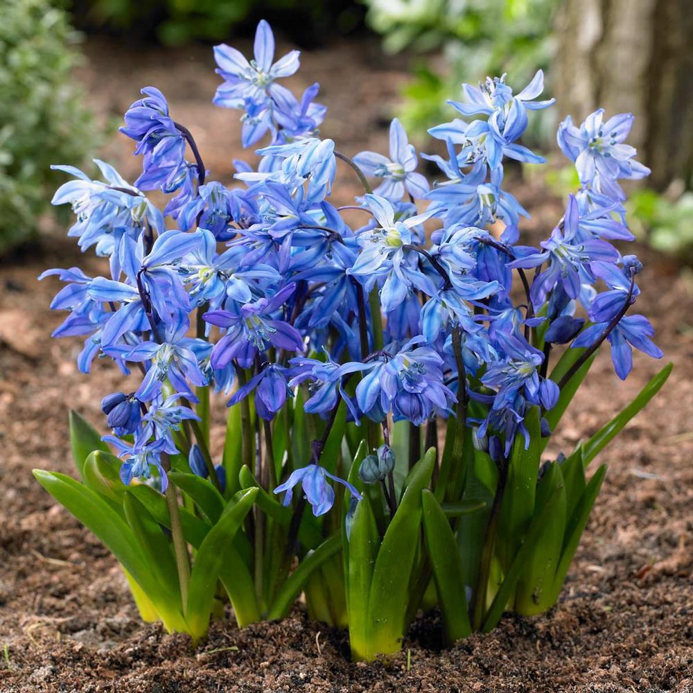 SCILLA SIBERICA VASO 13CM