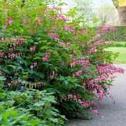 DICENTRA SPECTABILIS CUOR DI MARIA IN VASO 13CM