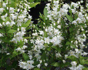 DEUTZIA GRACILIS BIANCA VASO 18CM