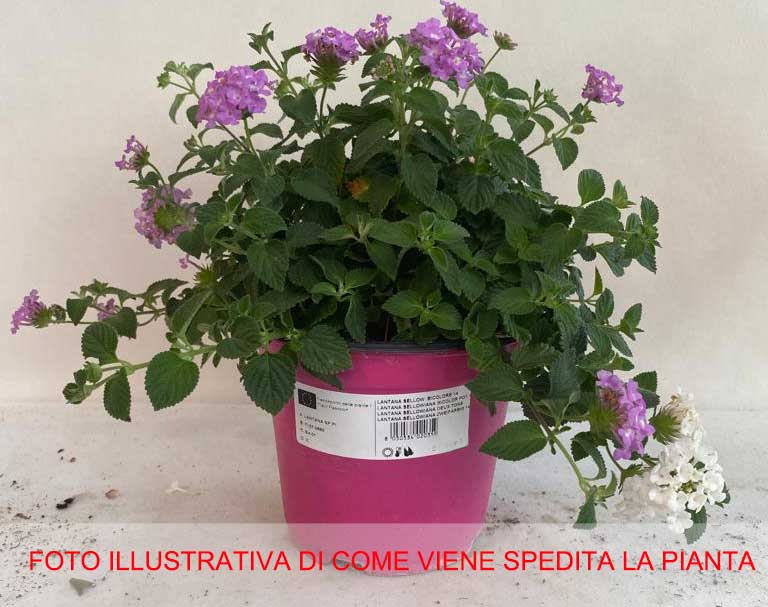 LANTANA BICOLOR ROSA/BIANCO VASO 14CM