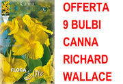 OFFERTA 9 BULBI CANNA GREENLEAVED RICHARD WALLACE