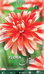 DAHLIA DECORATIVE DYNAMITE (CONFEZIONE DA 1 BULBO)