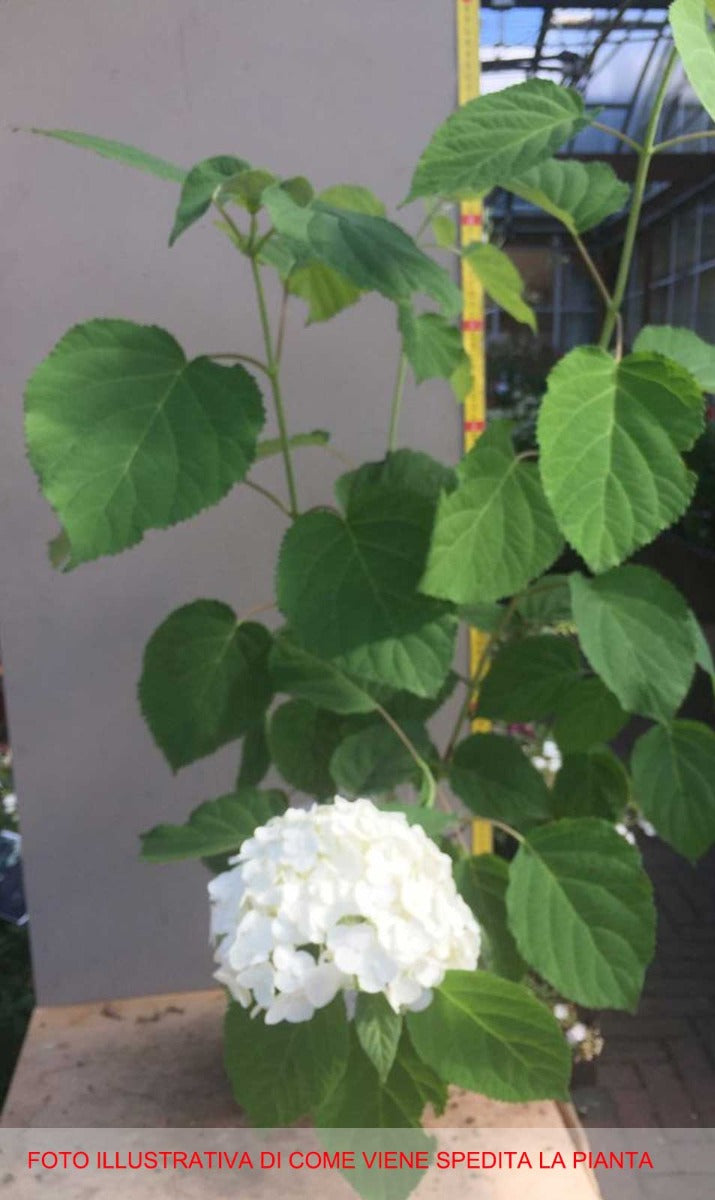 ORTENSIA HYDRANGEA ARBORESCENS STRONG ANNABELLE VASO 18CM