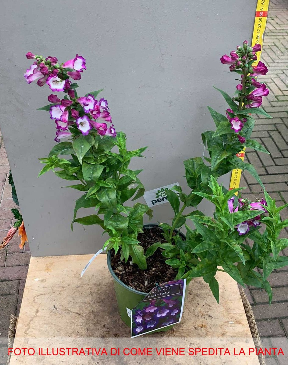 PENSTEMON POLARIS PURPLE VASO 17CM