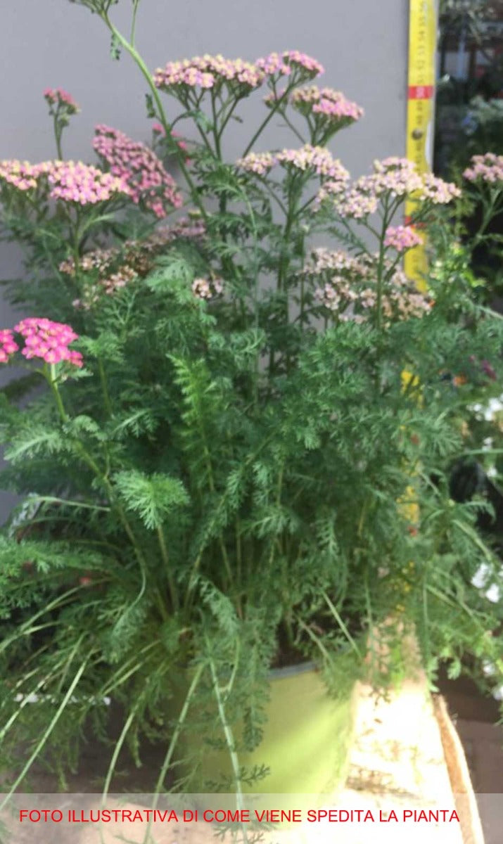 ACHILLEA MILLY ROCK ROSE IN VASO 18CM