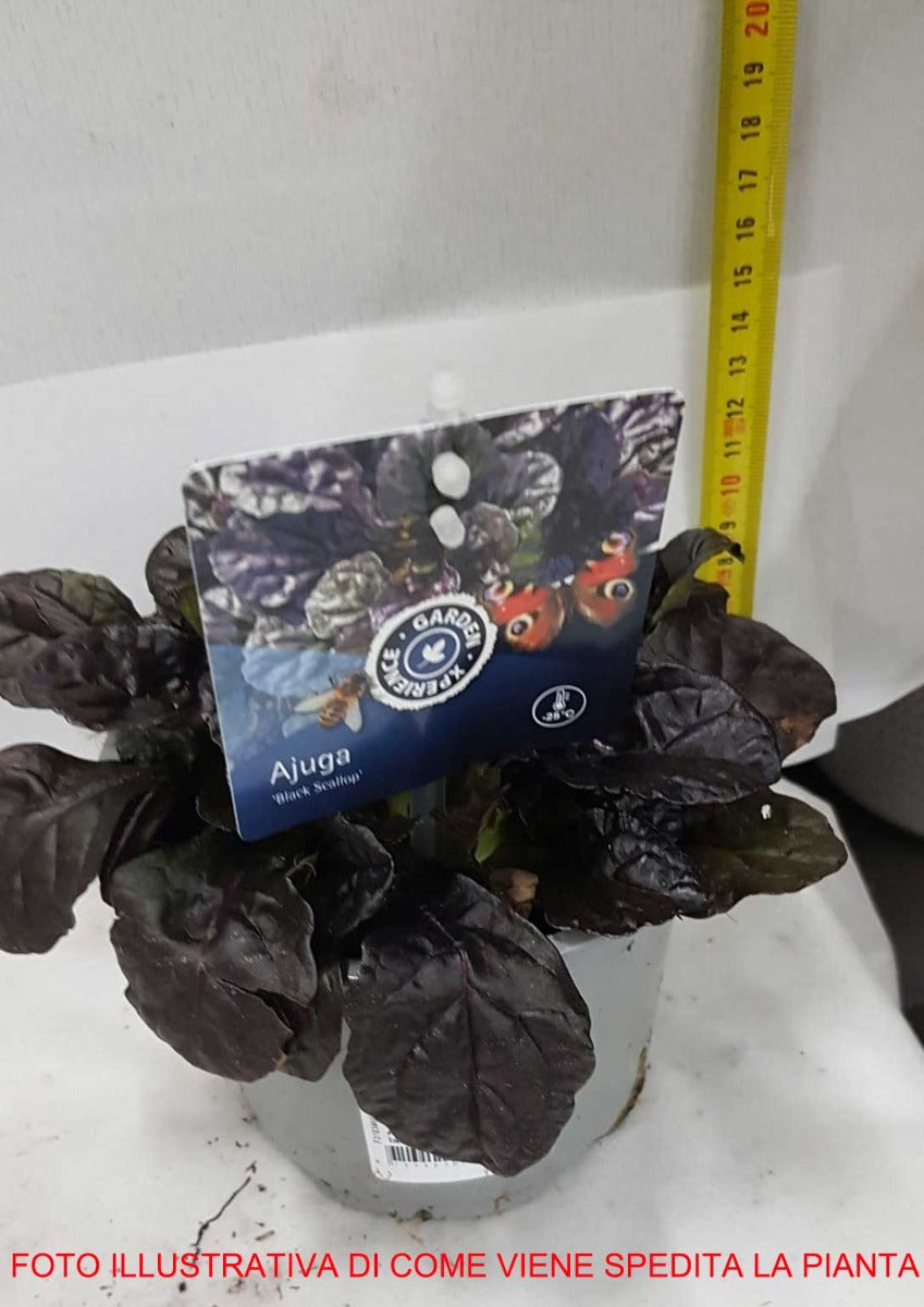 AJUGA REPTANS BLACK SCALLOP VASO 13CM
